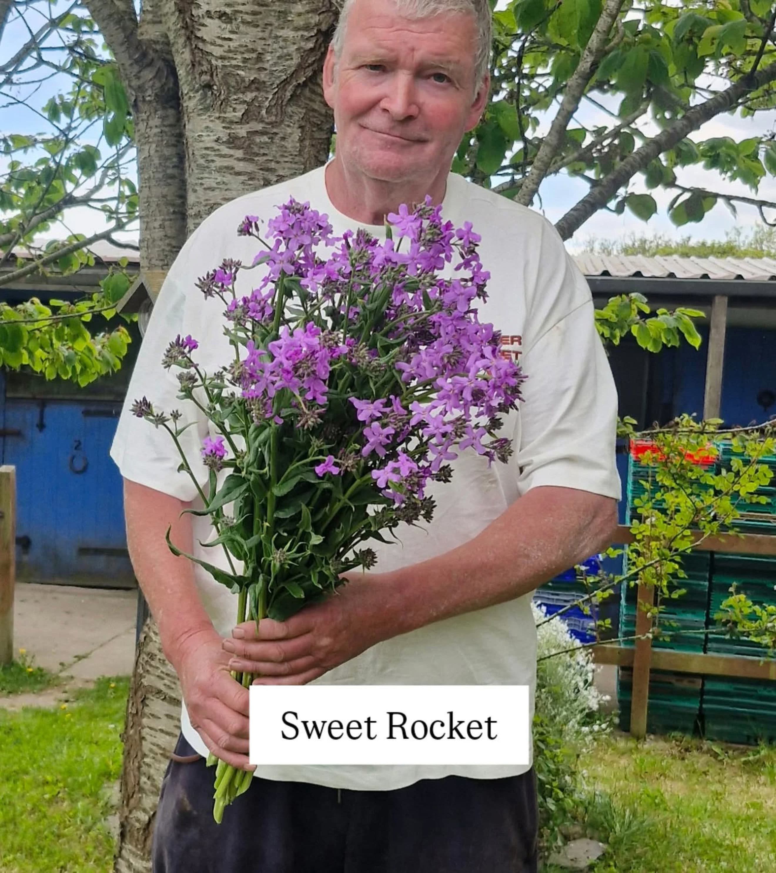 Scented Sweet Rocket