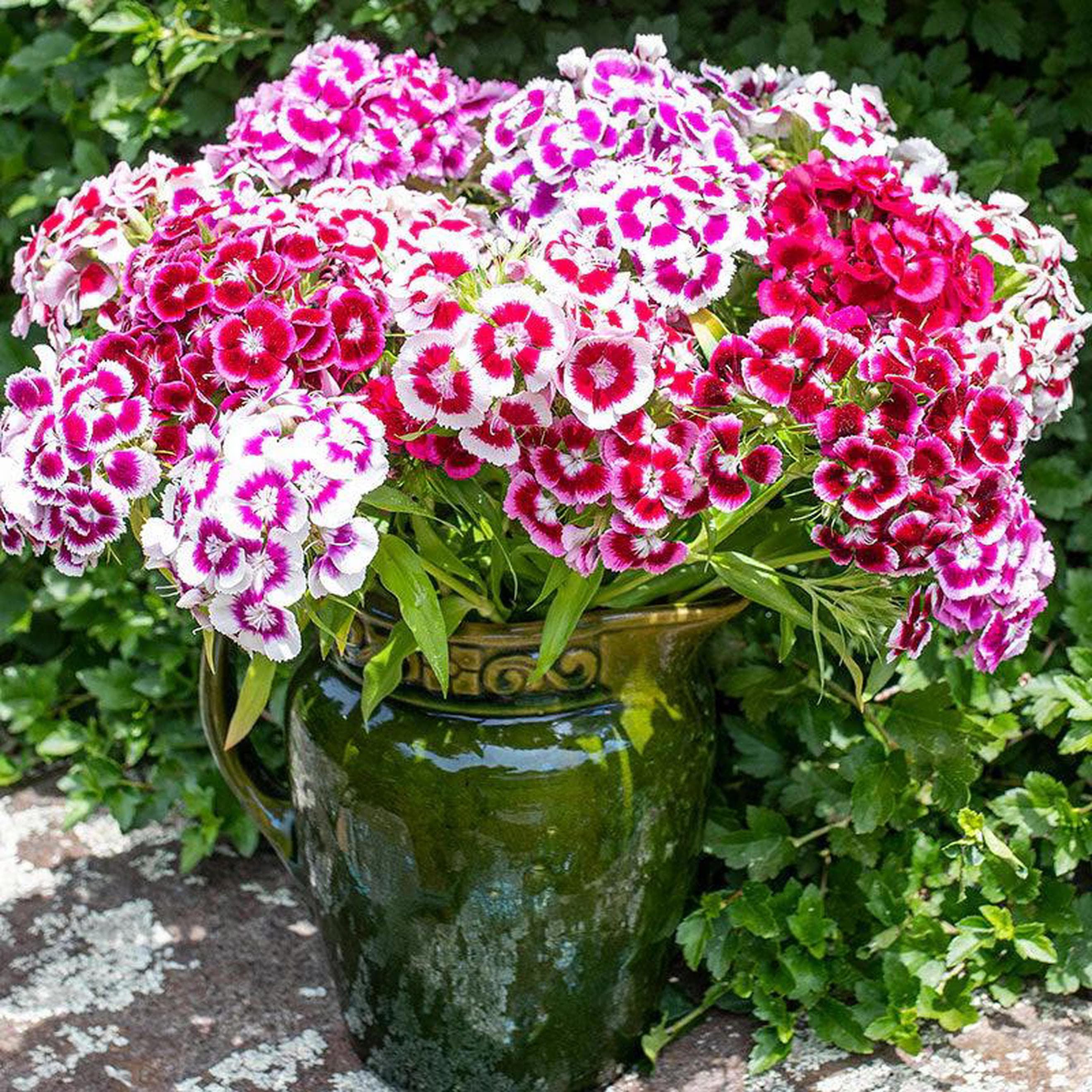 Sweet William