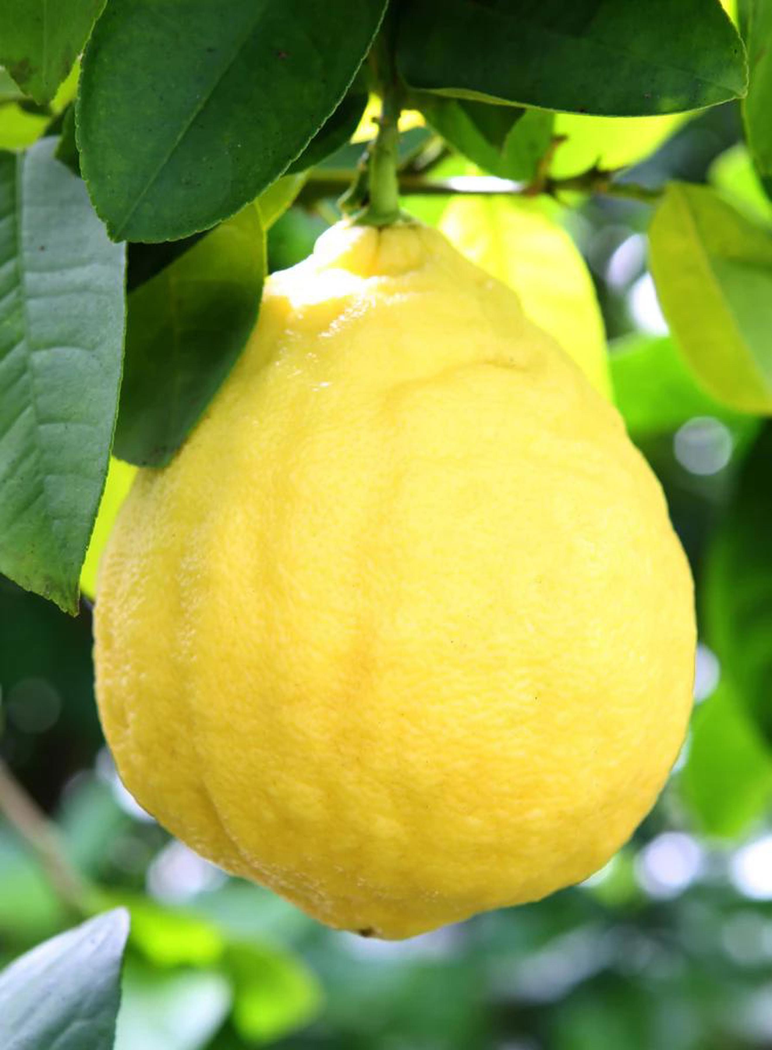 Large Lemons