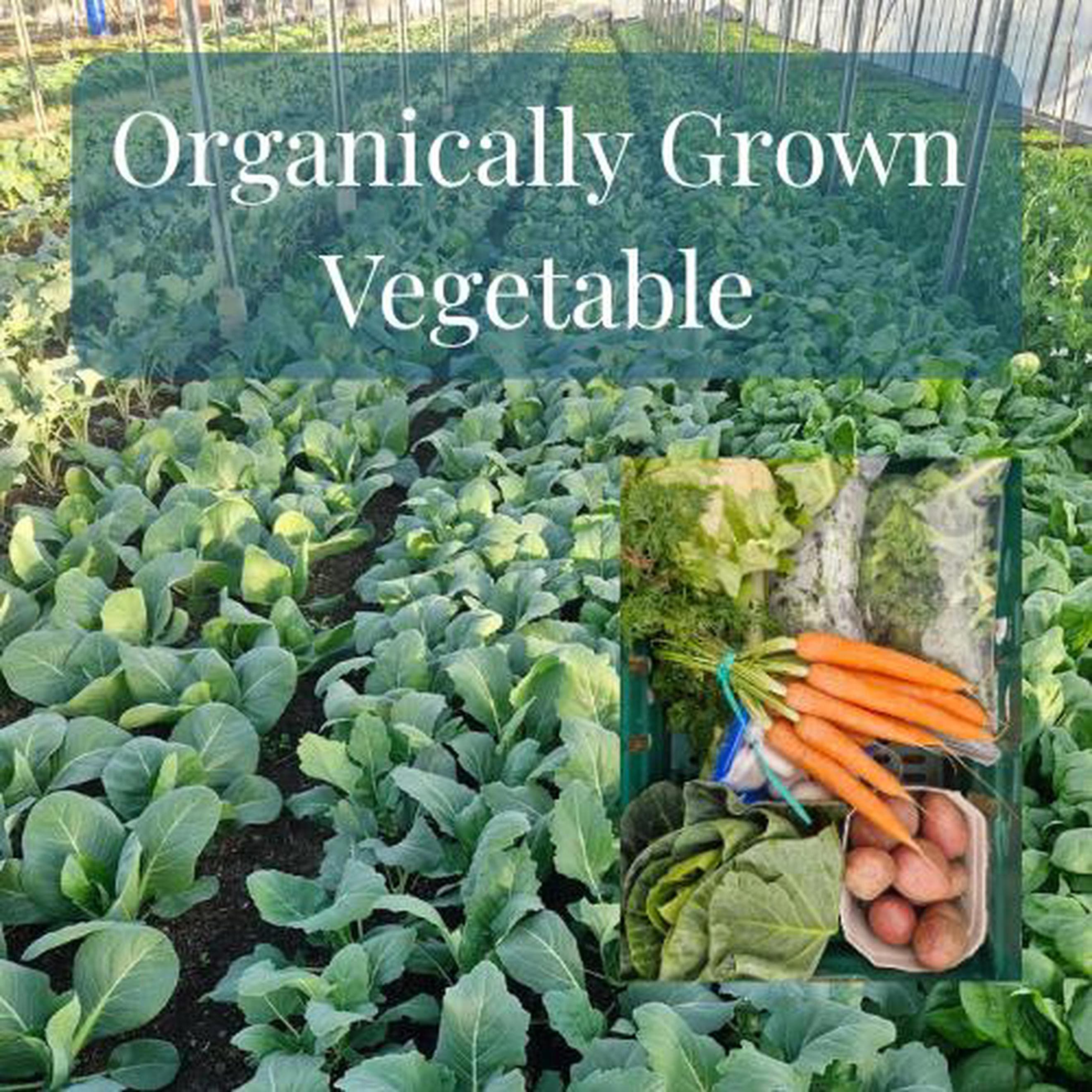 Farm Only Veg Box
