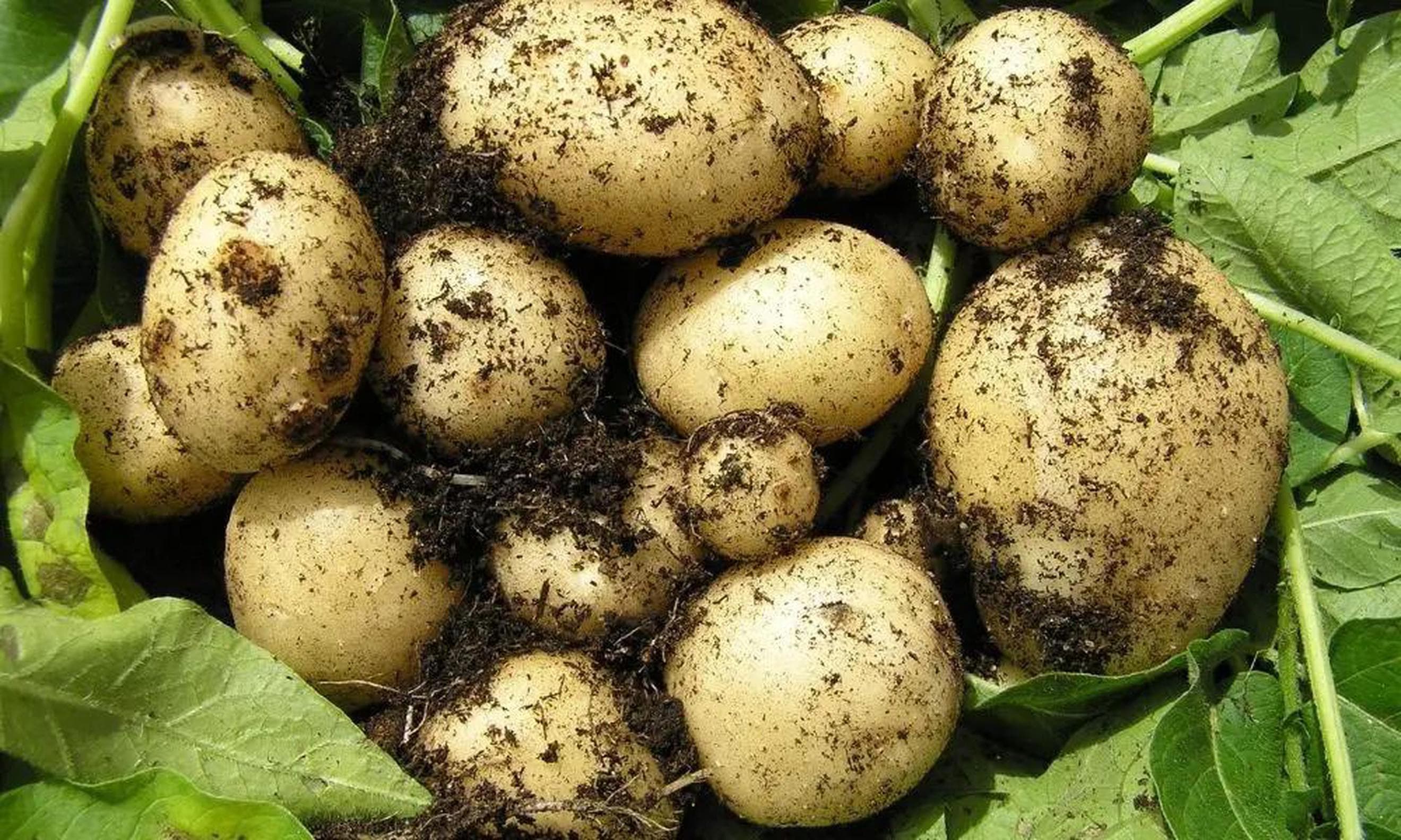 New Potatoes
