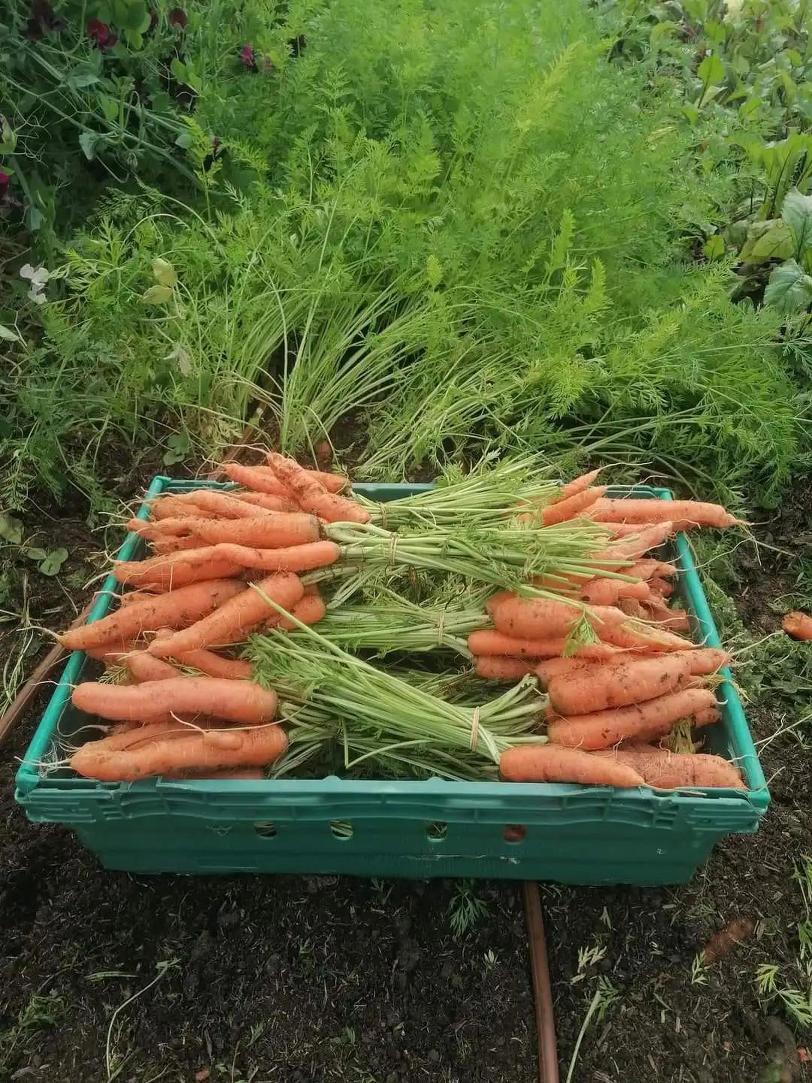 Bare Acre Carrots