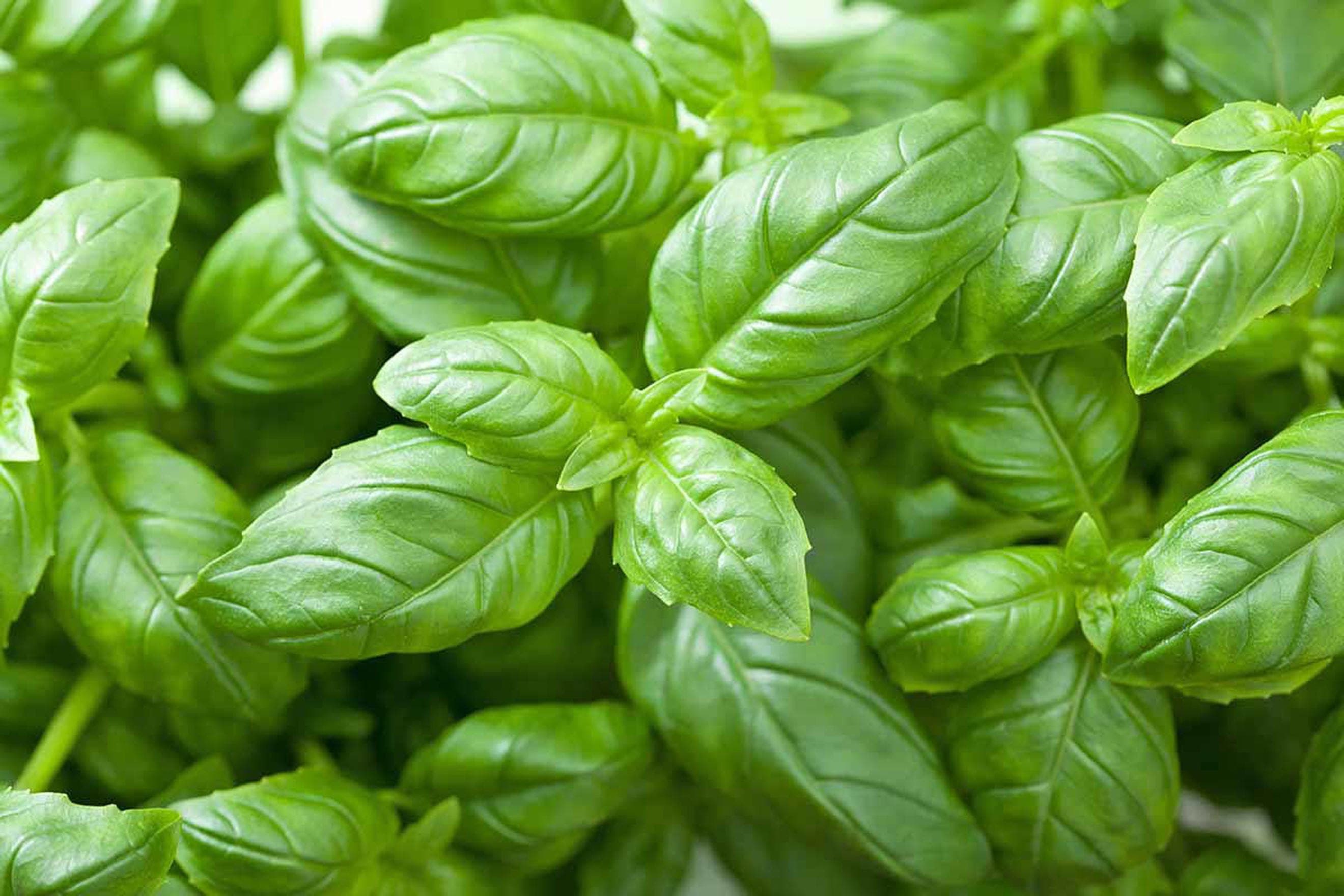 Fresh Basil