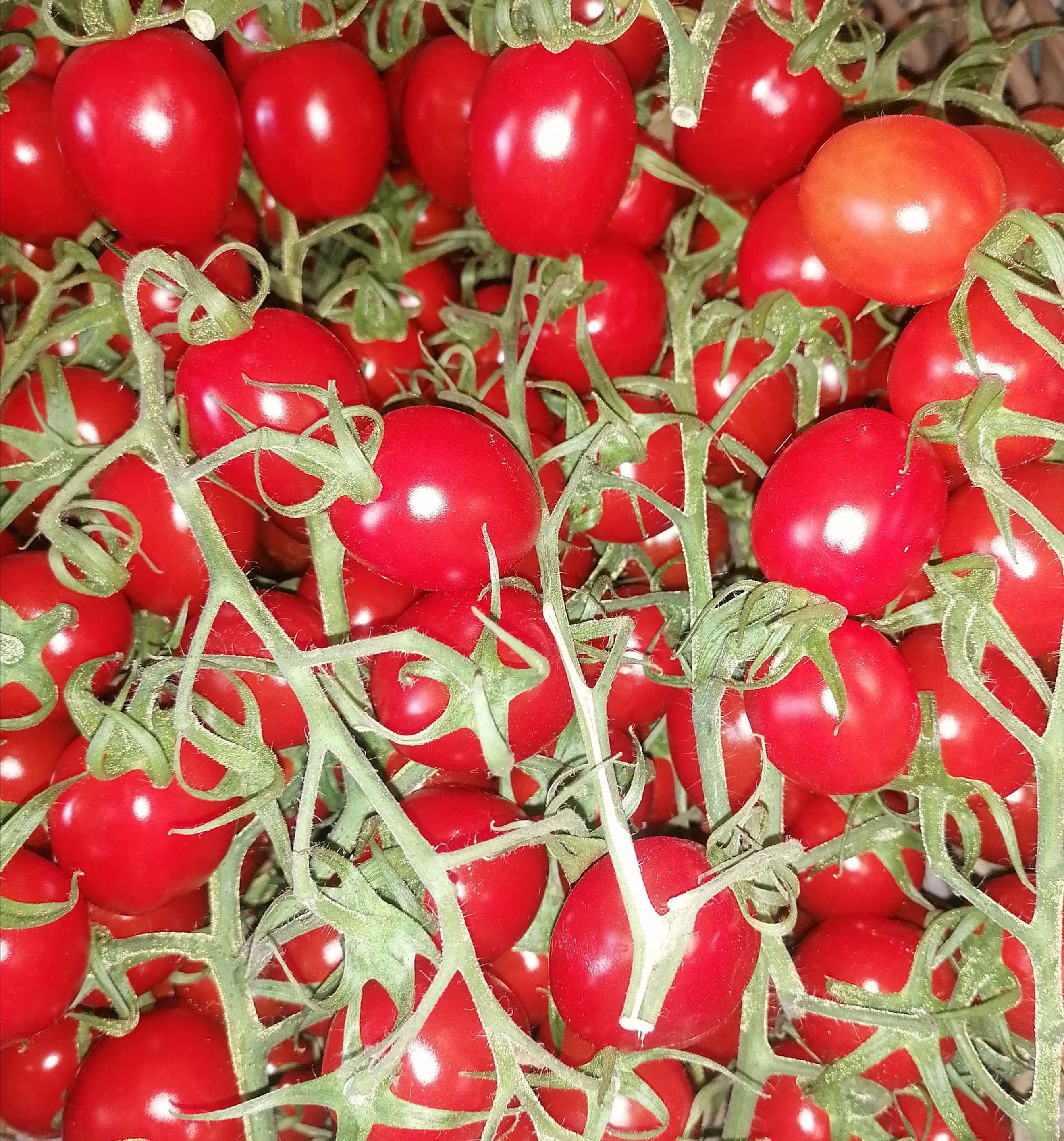 Kilbush Cherry Tomatoes 0.5kgs